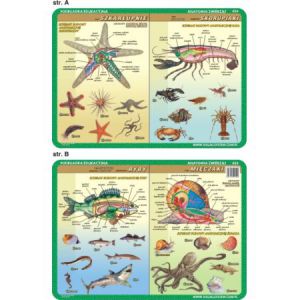 Podkładka edukacyjna Visual System Biologia, Anatomia zwierząt